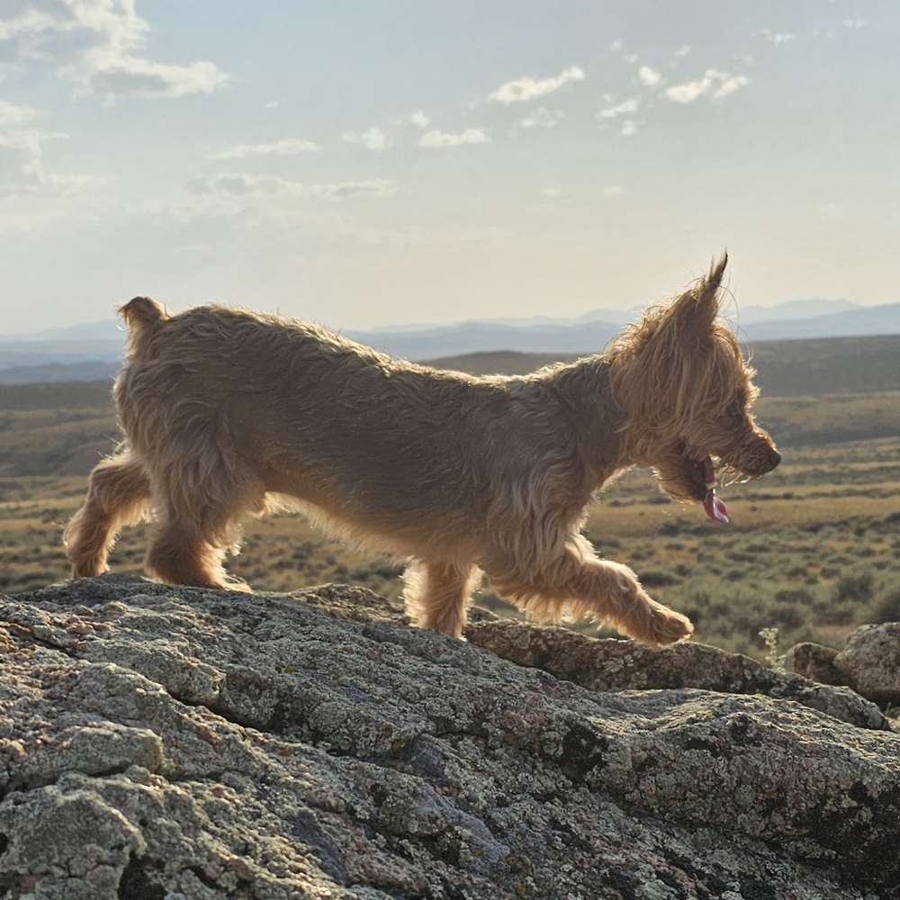 Meet your Posher, Lucy